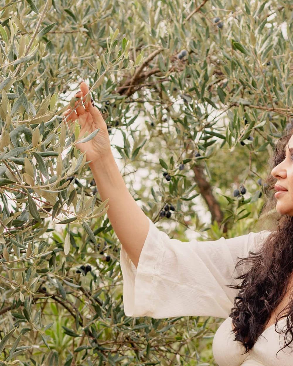Camila Mello’s hand reaching up into the branches of an olive tree